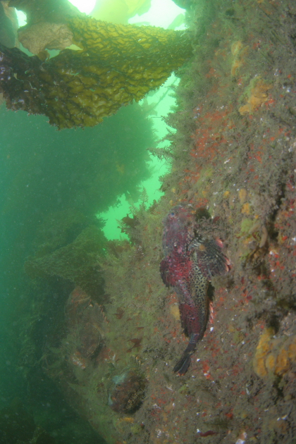 BUFFALO SCULPINS